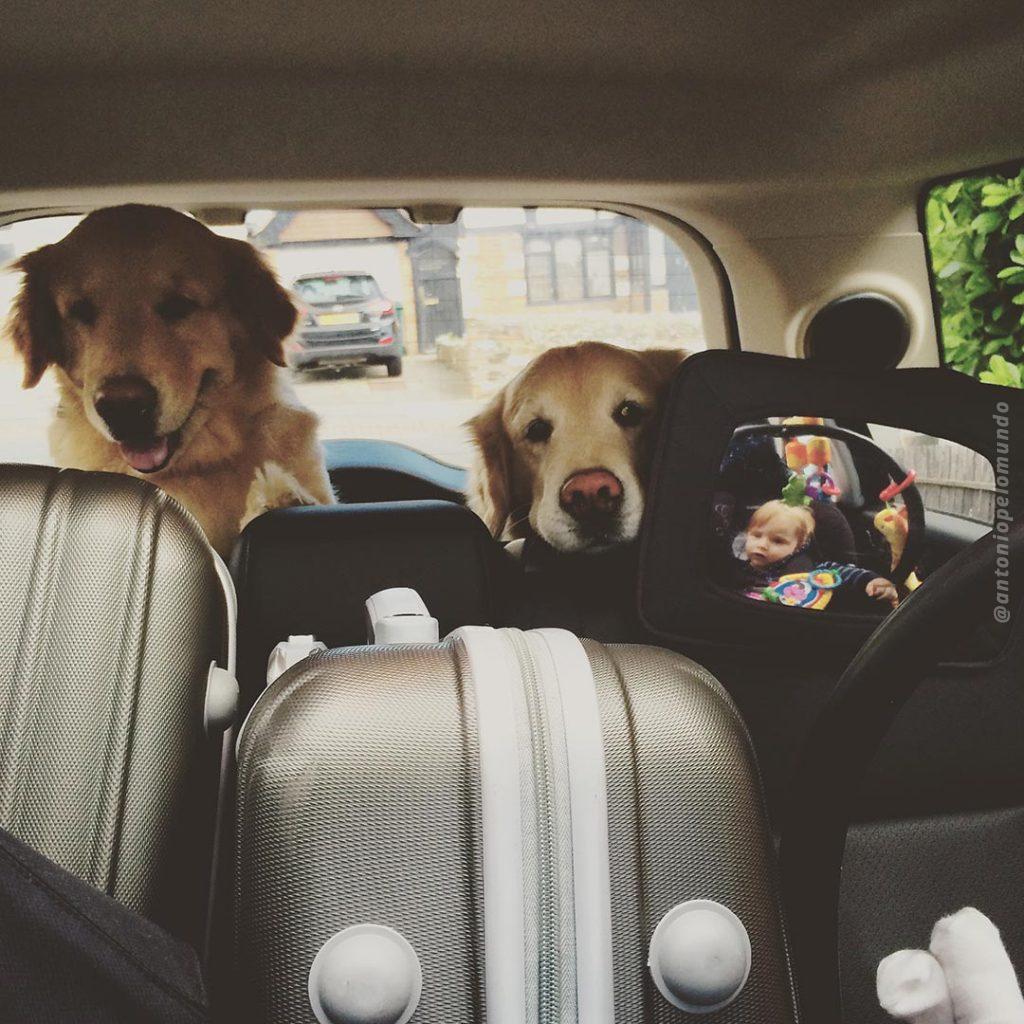 Cachorras no banco traseiro do carro