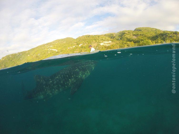 Whale Shark Wathing Oslob - Cebu
