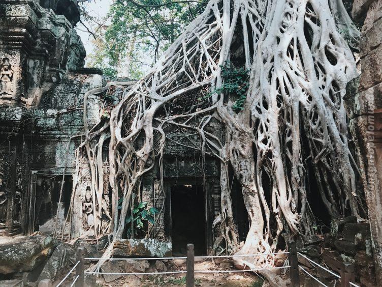 Tah Prohm - Angkor