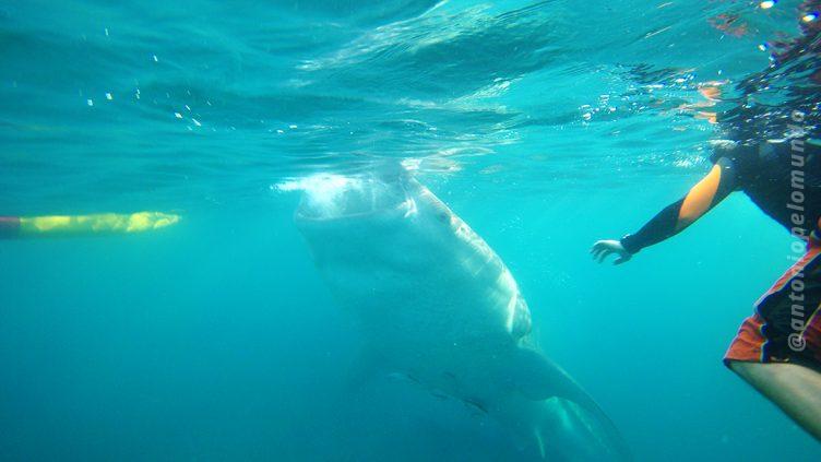 Whale shark wathing Cebu