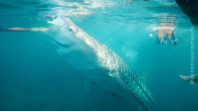 Nadando com tubarões baleias em Cebu