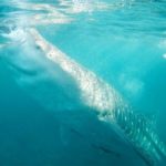 Tubarões baleias em CEBU